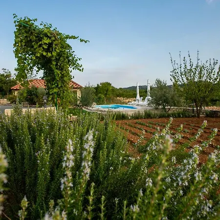 Ane, Divine * Trbounje