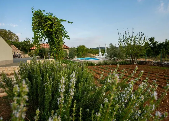 Ane, Divine * Trbounje